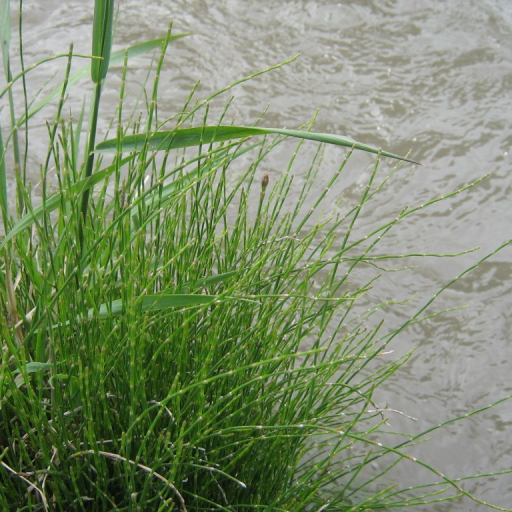 Equisetum Bogotense
