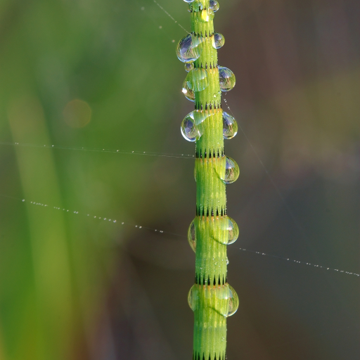 Equisetum Fluviatile