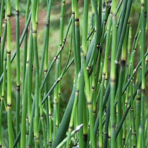 Equisetum Giganteum