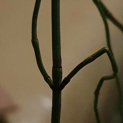 Equisetum Ramosissimum