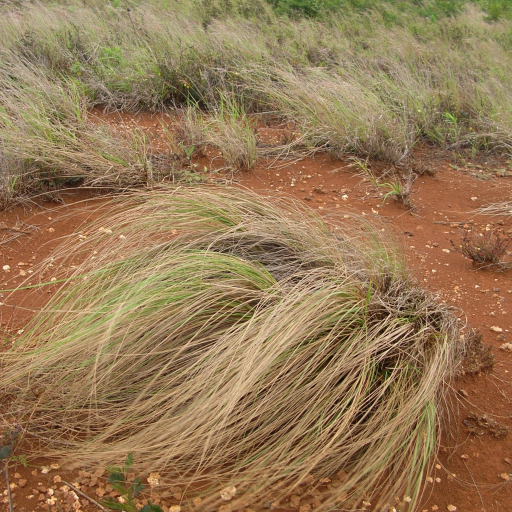 Eragrostis Curvula