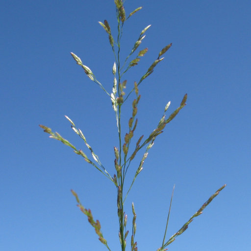 Eragrostis Mexicana