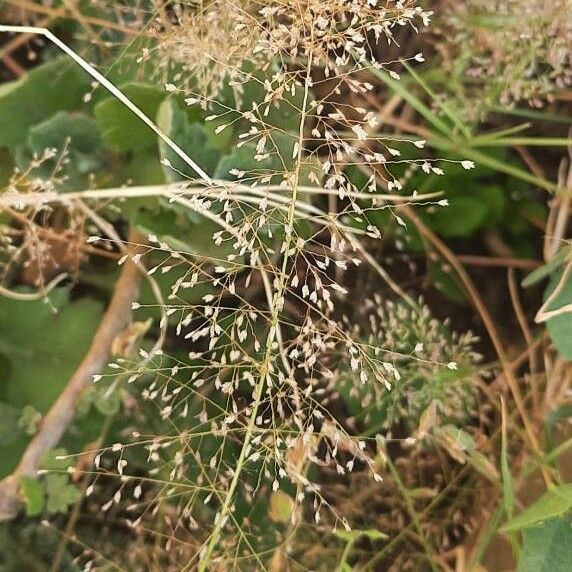 Chinese Love Grass (Eragrostis Unioloides) Care Guide: Water, Soil ...