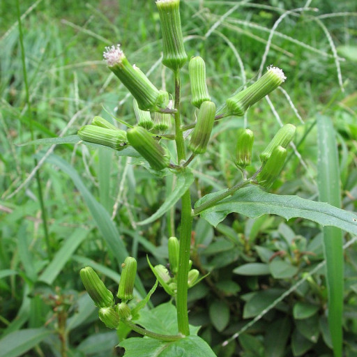 Erechtites Hieraciifolius