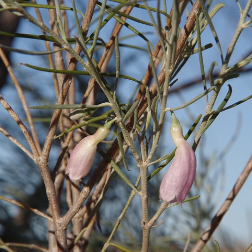 Eremophila Dalyana