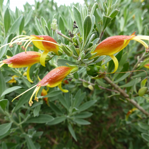 Eremophila Glabra