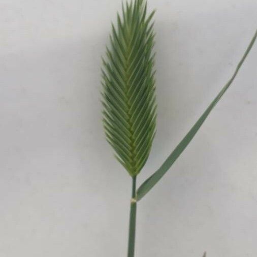 Eremopyrum Triticeum