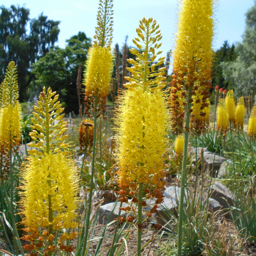 Yelloy Foxtail Lily (Eremurus Stenophyllus) Care Guide: Water, Soil ...