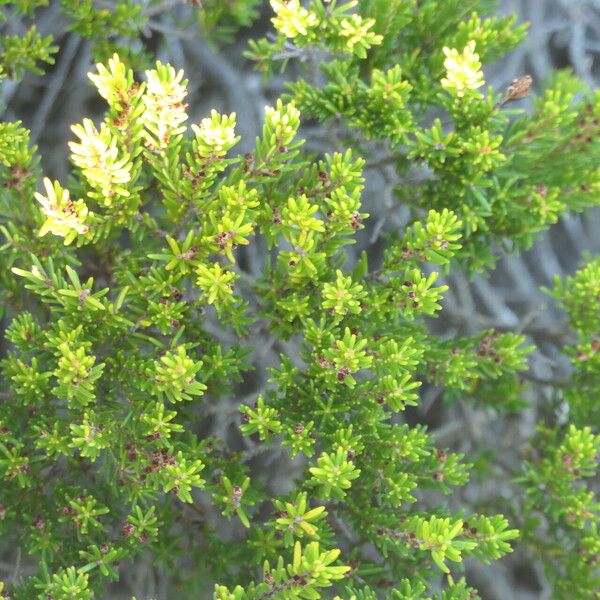 Erica Coarctata