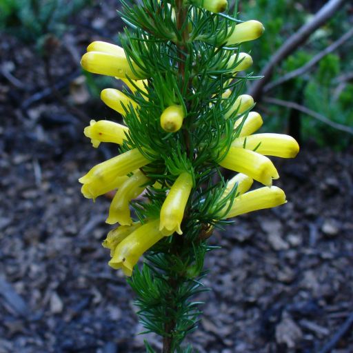 Erica Patersonii