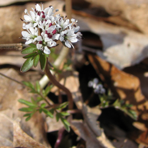 Erigenia Bulbosa
