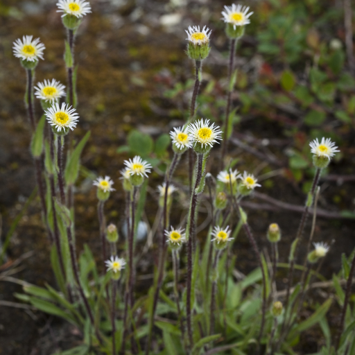 Erigeron Lonchophyllus