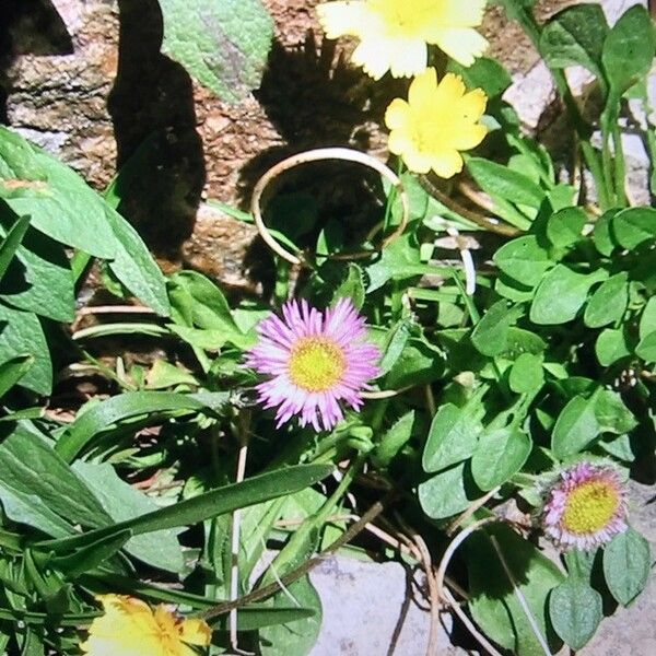 Erigeron Paolii
