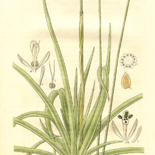 Eriocaulon Decangulare