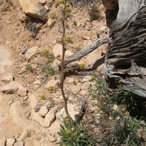 Eriogonum Alatum