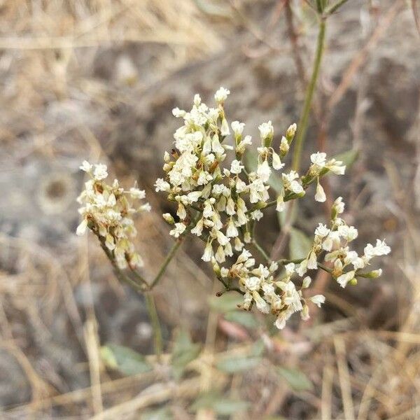 Eriogonum Annuum