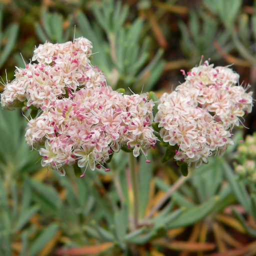 Eriogonum Arborescens