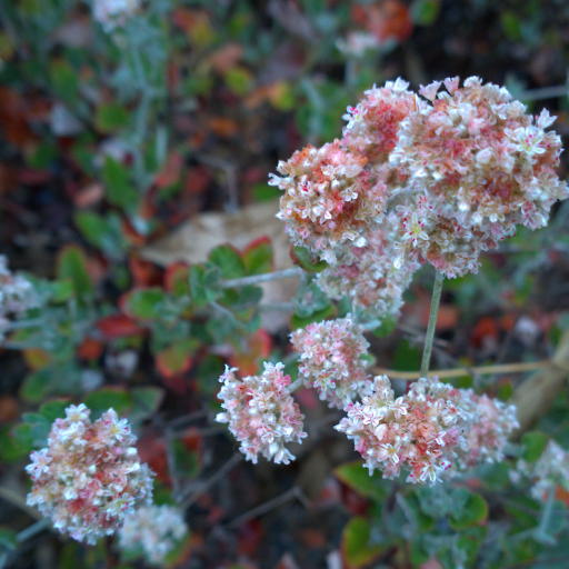Eriogonum Cinereum