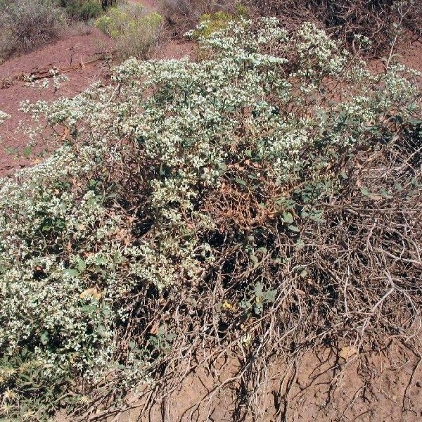 Eriogonum Corymbosum