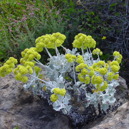 Eriogonum Crocatum
