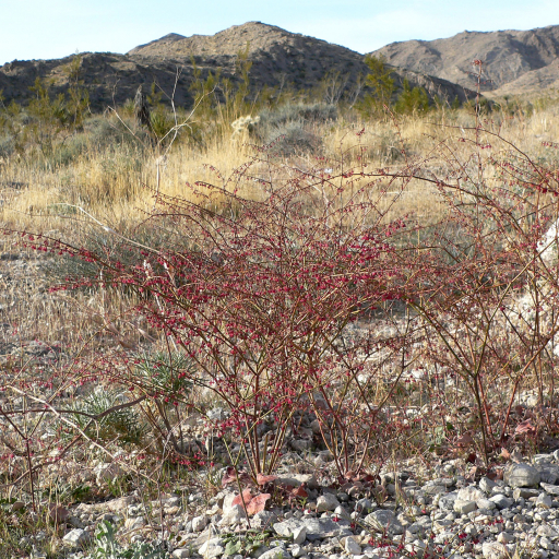 Eriogonum Deflexum