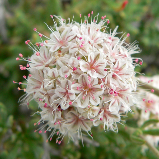 Eriogonum Fasciculatum
