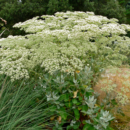 Eriogonum Giganteum