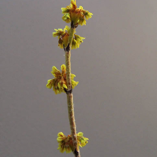 Eriogonum Gracile