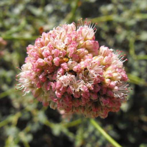 Eriogonum Grande