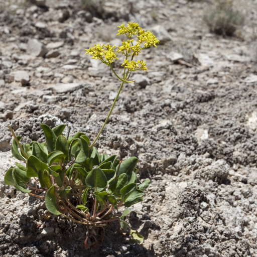 Eriogonum Gypsophilum