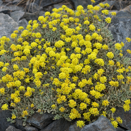 Eriogonum Incanum