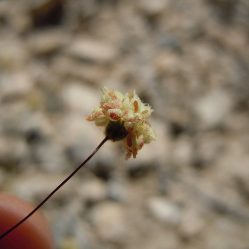Eriogonum Maculatum