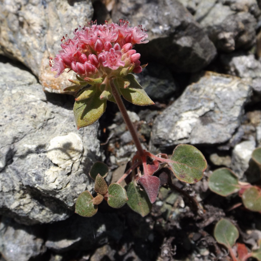Eriogonum Nervulosum