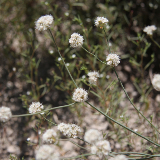 Eriogonum Nudum