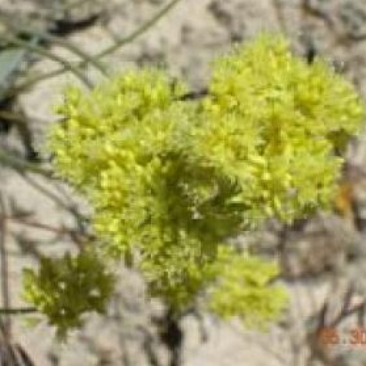 Eriogonum Ochrocephalum