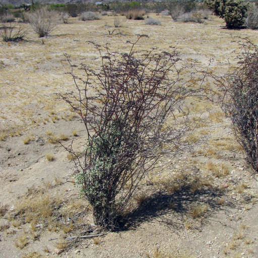 Eriogonum Plumatella