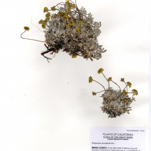 Eriogonum Prociduum