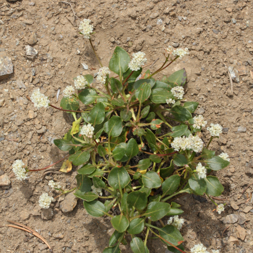 Eriogonum Pyrolifolium