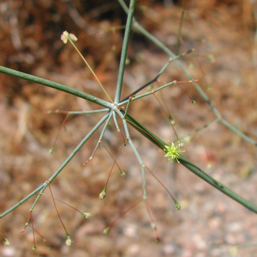 Eriogonum Trichopes