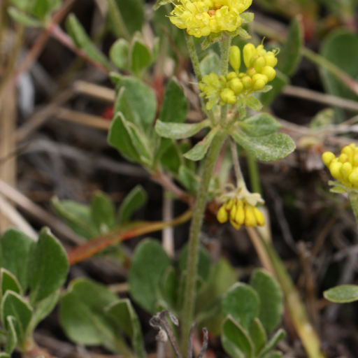 Eriogonum Umbellatum
