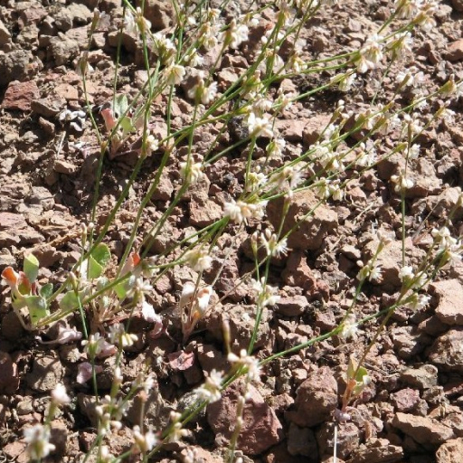 Eriogonum Vimineum