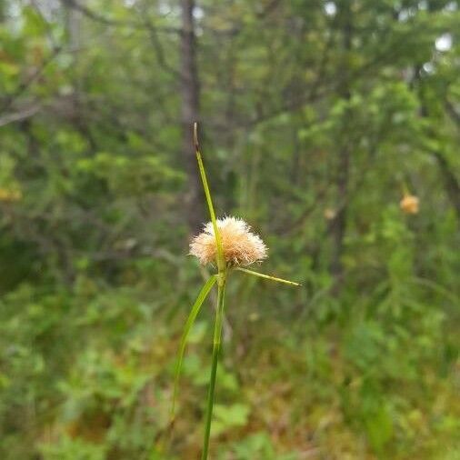 Eriophorum Virginicum
