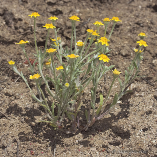 Eriophyllum Ambiguum