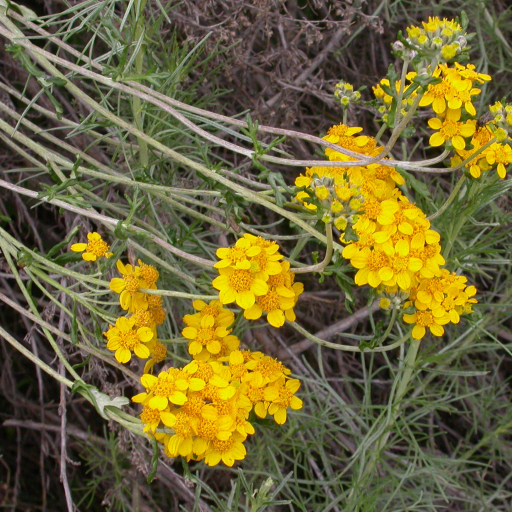Eriophyllum Confertiflorum