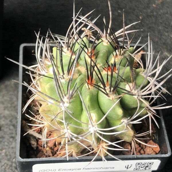 Eriosyce Heinrichiana