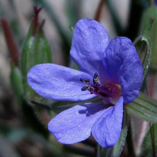 Erodium Ciconium