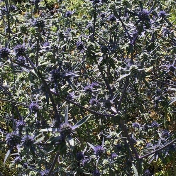 Eryngium Caeruleum