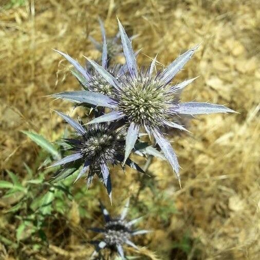 Eryngium Dilatatum