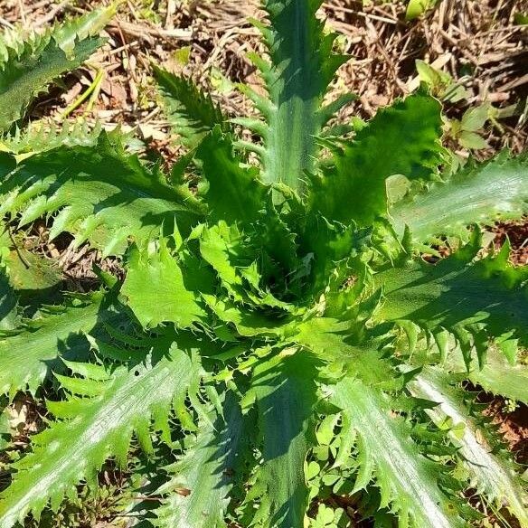 Eryngium Floribundum