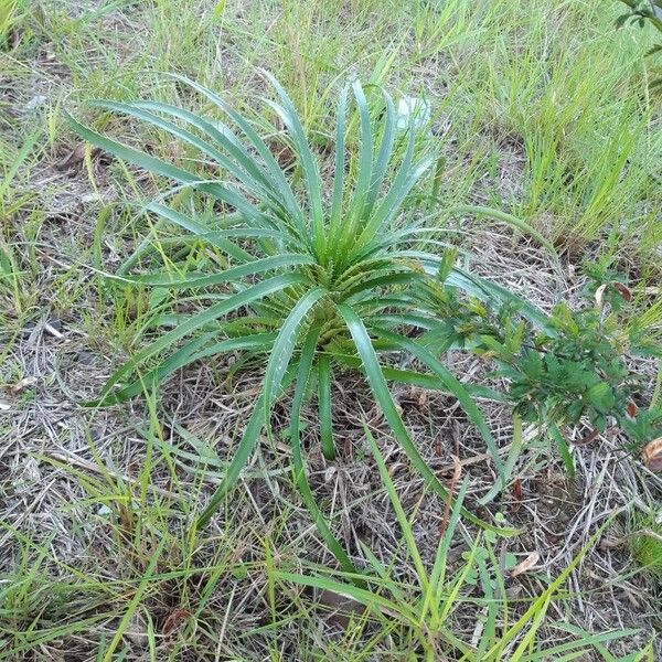 Eryngium Horridum